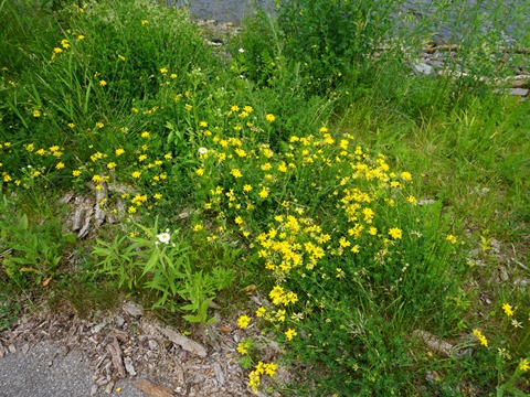 bike New York, Erie Canalway Trail, east-central section, biking, BikeTripper.net