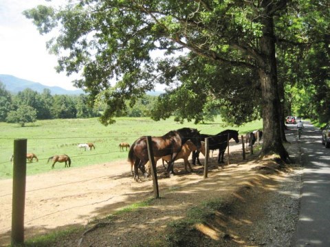 biking, Great Smoky Mountains, Cades Cove