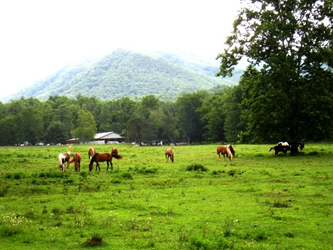 biking, Great Smoky Mountains, Cades Cove