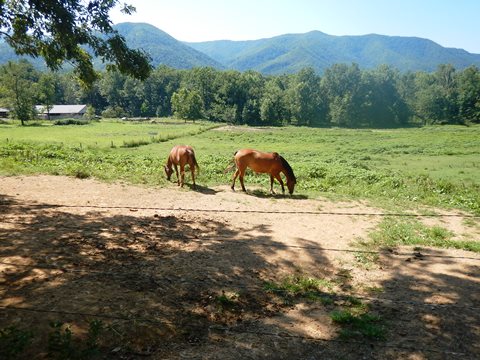 biking, Great Smoky Mountains, Cades Cove