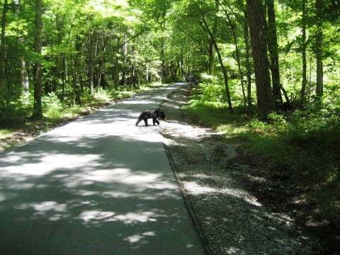 biking, Great Smoky Mountains, Cades Cove