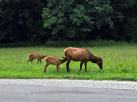 biking, Great Smoky Mountains, Cades Cove