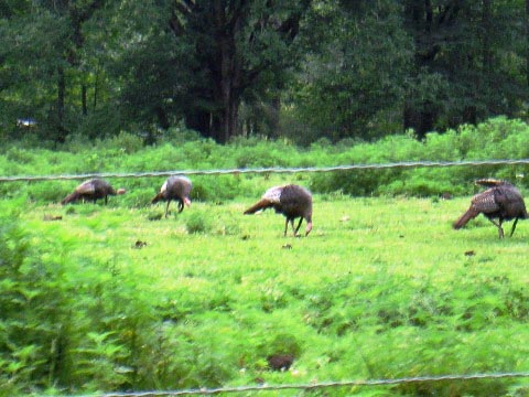 biking, Great Smoky Mountains, Cades Cove