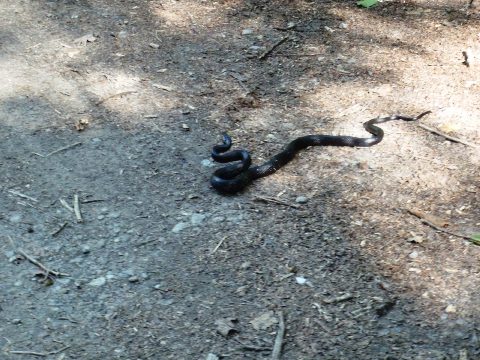 biking, Great Smoky Mountains, Cades Cove