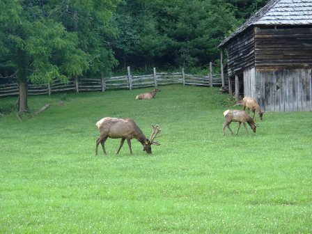 biking, Great Smoky Mountains, Cataloochee Valley