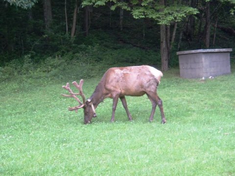 biking, Great Smoky Mountains, Cataloochee Valley