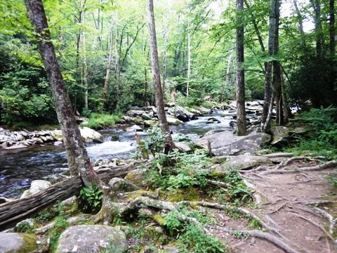 hiking, Great Smoky Mountains, Elkmont, Little River Trail