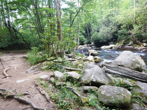 hiking, Great Smoky Mountains, Elkmont, Little River Trail