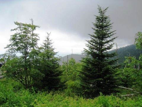 hiking, Great Smoky Mountains, Clingmans Dome