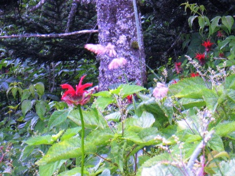 hiking, Great Smoky Mountains, Clingmans Dome