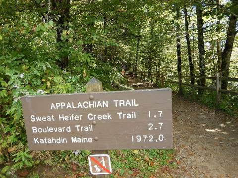 hiking, Great Smoky Mountains, Newfound Gap, Allegheny Trail