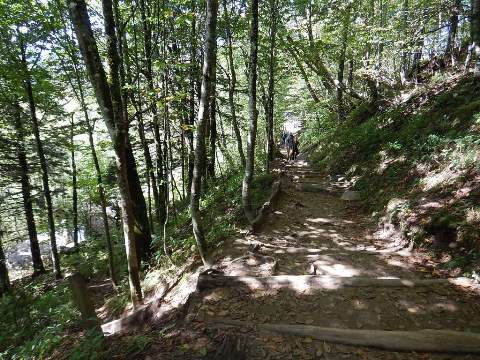 hiking, Great Smoky Mountains, Newfound Gap, Allegheny Trail