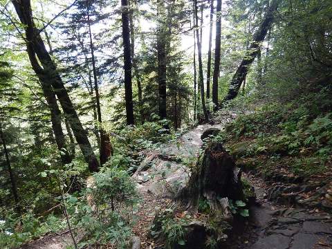 hiking, Great Smoky Mountains, Newfound Gap, Allegheny Trail