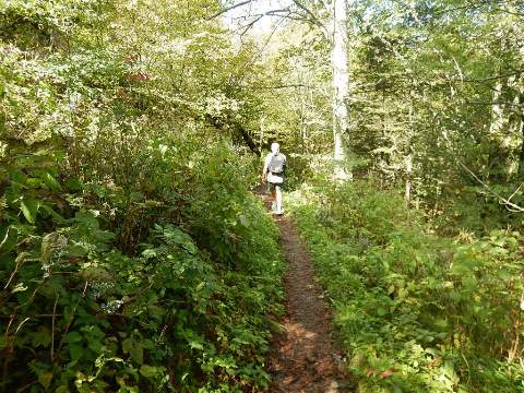 hiking, Great Smoky Mountains, Newfound Gap, Allegheny Trail