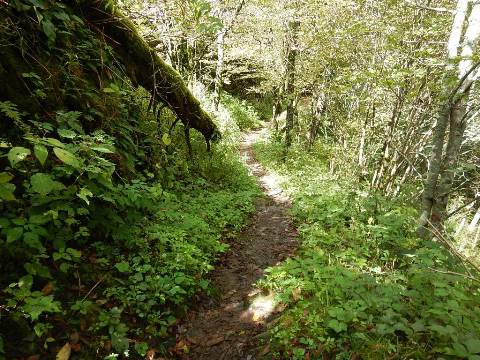 hiking, Great Smoky Mountains, Newfound Gap, Allegheny Trail