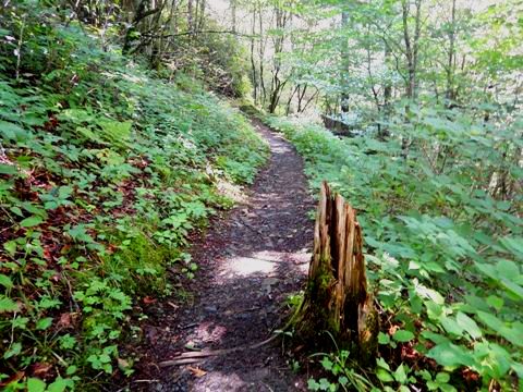 hiking, Great Smoky Mountains, Newfound Gap, Allegheny Trail