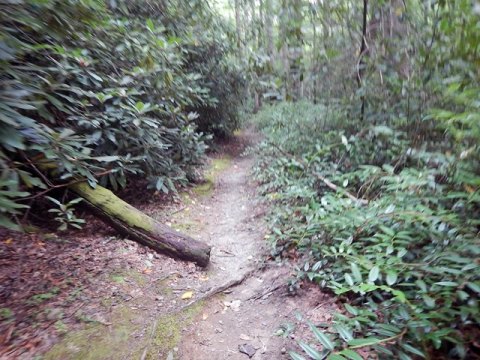 biking, Great Smoky Mountains, Tremont, Middle Prong