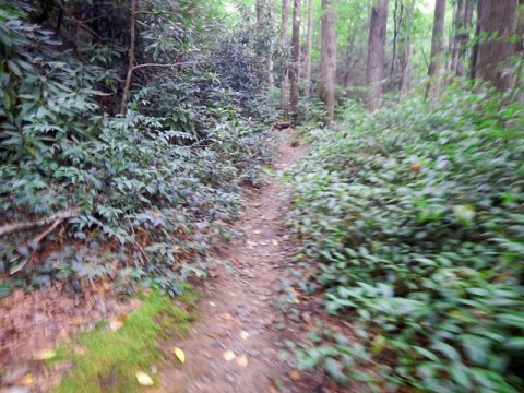 biking, Great Smoky Mountains, Tremont, Middle Prong