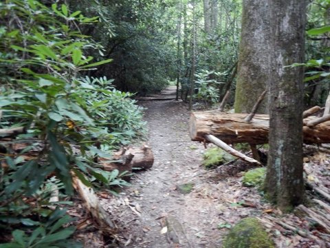 biking, Great Smoky Mountains, Tremont, Middle Prong